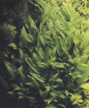 Cryptocoryne walkeri